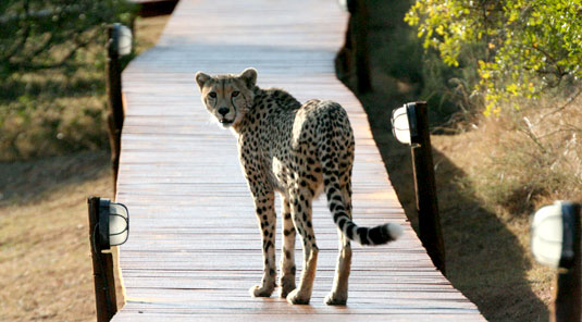 Amakhala Game Reserve - Bukela Lodge