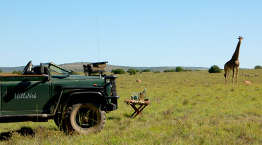 Amakhala Game Reserve - HillsNek Safaris
